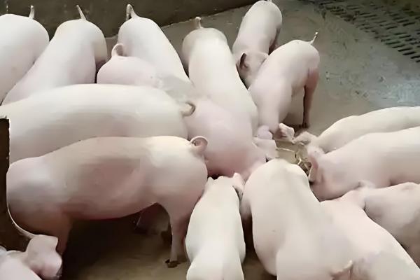 200斤猪要养多少个月,大概需要5个多月左右