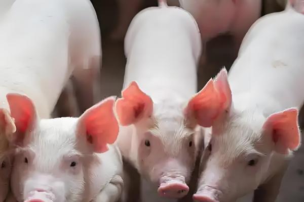 200斤猪要养多少个月,大概需要5个多月左右