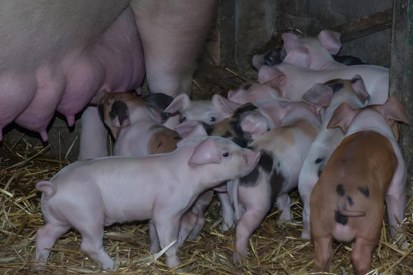 200斤猪要养多少个月,大概需要5个多月左右