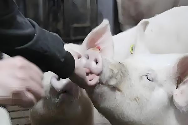 200斤猪要养多少个月,大概需要5个多月左右