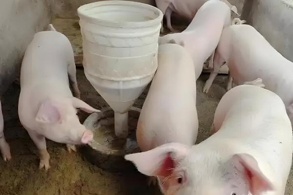 200斤猪要养多少个月,大概需要5个多月左右