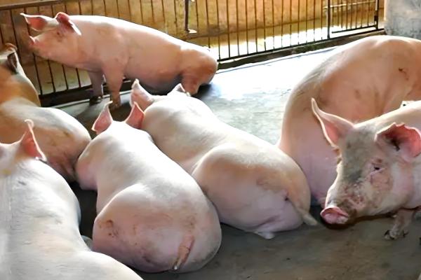 200斤猪要养多少个月,大概需要5个多月左右