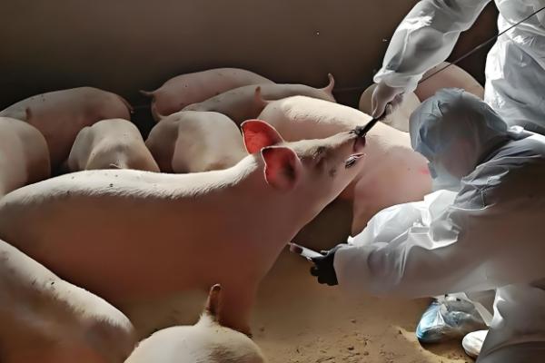 200斤猪要养多少个月,大概需要5个多月左右