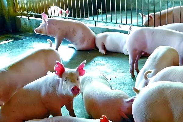 200斤猪要养多少个月,大概需要5个多月左右