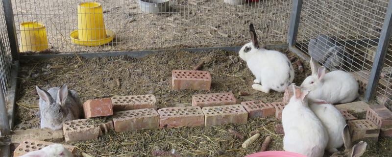 兔子的养殖技术，必须供应充足的饮水