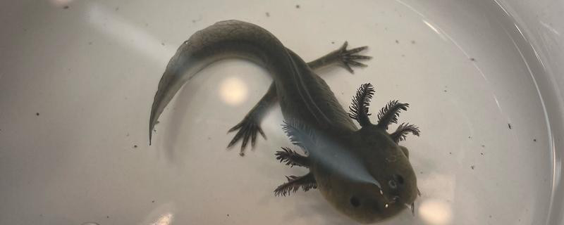 家养蝾螈吃什么，喜欢食用活的小动物