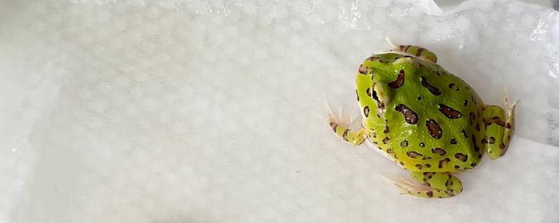 角蛙不进食如何处理，温度不适可保持在24-28℃