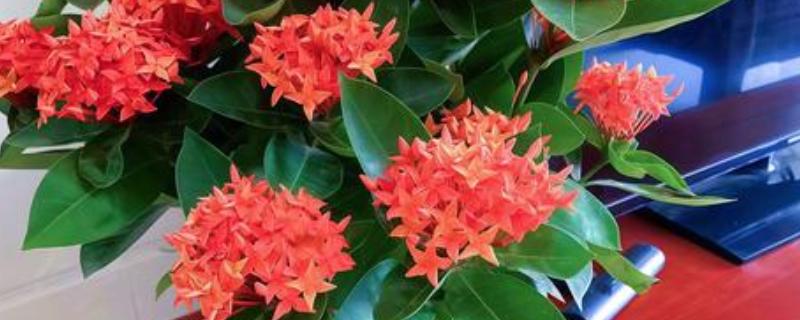 龙船花如何过冬，需要提前将其移到温暖的室内