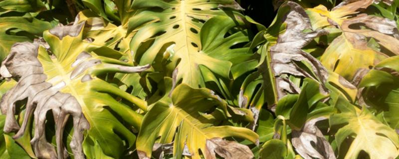 龟背竹叶子发黄焦边干枯的原因，需要保持盆土湿润