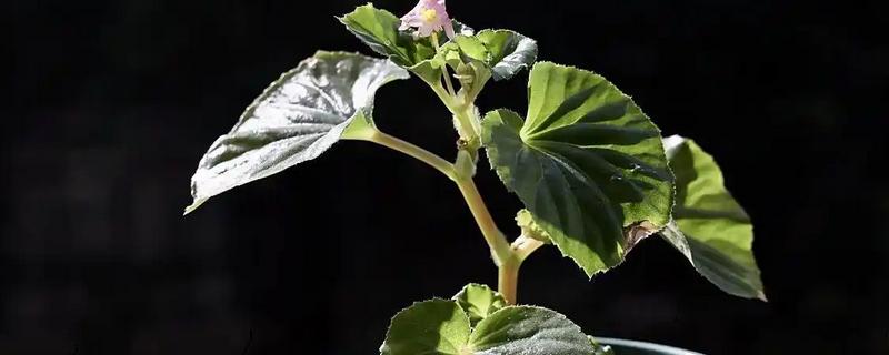 丽格海棠叶插生根的方式，将它放在通风阴凉处进行养护