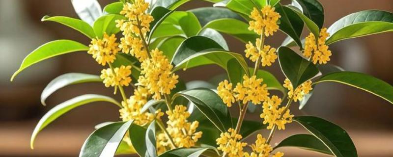 在家种桂花树的禁忌，不能放在卧室和厨房中