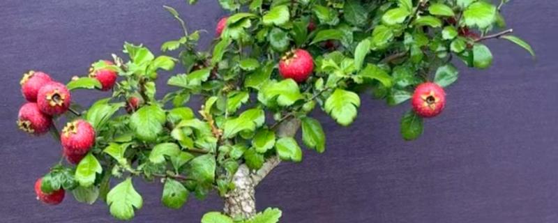 山楂树叶子发黄怎么防治，需及时补充水分