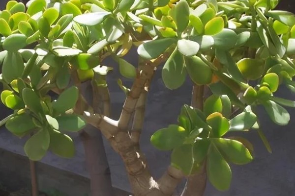 玉树能不能晒太阳,光照时间越长越好