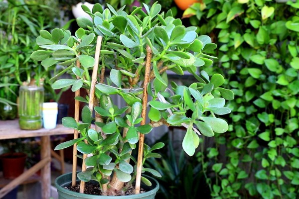 玉树能不能晒太阳,光照时间越长越好