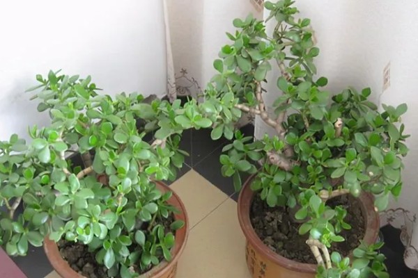 玉树能不能晒太阳,光照时间越长越好