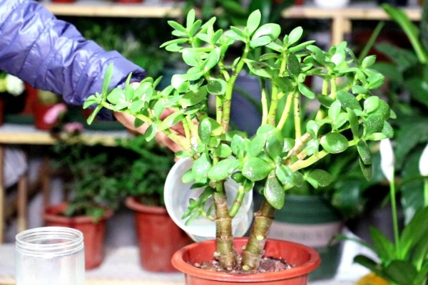 玉树能不能晒太阳,光照时间越长越好