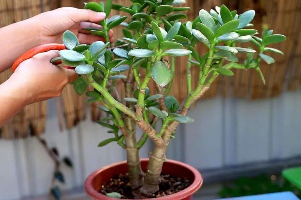 玉树能不能晒太阳,光照时间越长越好