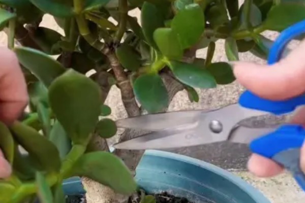 玉树能不能晒太阳,光照时间越长越好