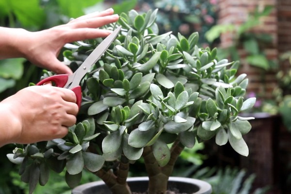 玉树能不能晒太阳,光照时间越长越好