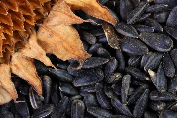 向日葵的种植方法，长出3-4对真叶时要喷施磷酸二氢钾