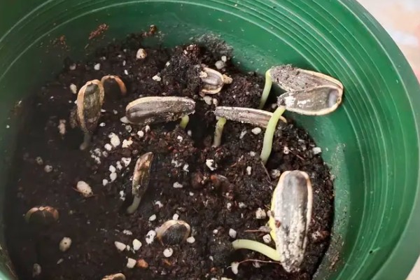 向日葵的种植方法，长出3-4对真叶时要喷施磷酸二氢钾