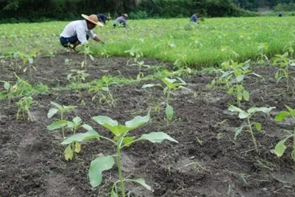 向日葵的种植方法，长出3-4对真叶时要喷施磷酸二氢钾