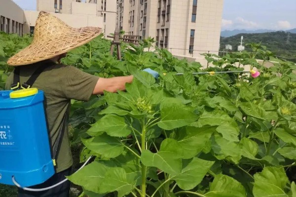 向日葵的种植方法，长出3-4对真叶时要喷施磷酸二氢钾