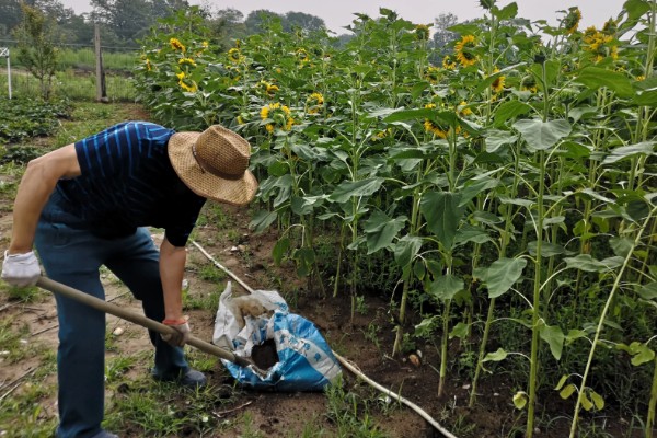 向日葵的种植方法，长出3-4对真叶时要喷施磷酸二氢钾