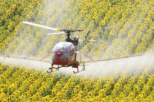 向日葵的种植方法，长出3-4对真叶时要喷施磷酸二氢钾