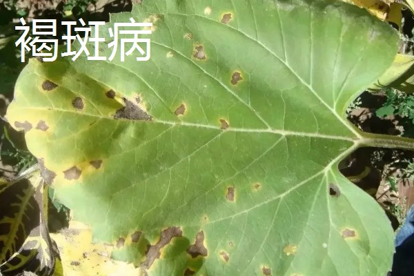 向日葵的种植方法，长出3-4对真叶时要喷施磷酸二氢钾