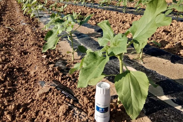 向日葵的种植方法，长出3-4对真叶时要喷施磷酸二氢钾