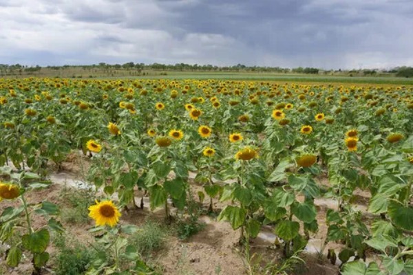 向日葵的种植方法，长出3-4对真叶时要喷施磷酸二氢钾