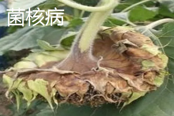 向日葵的种植方法，长出3-4对真叶时要喷施磷酸二氢钾