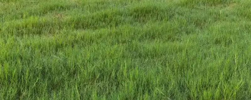 果岭草一年修剪几次，要修剪3-5次