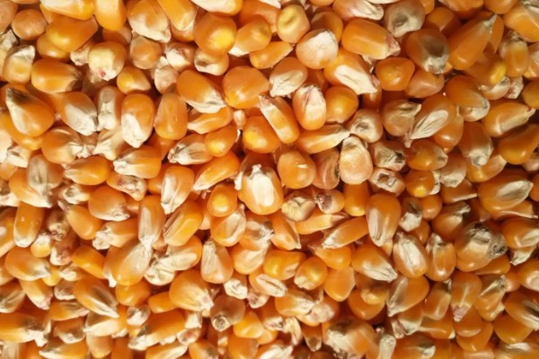 玉米纹枯病的防治方法,发病初期喷施戊唑醇等药物