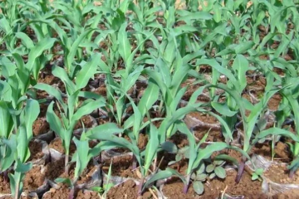 玉米纹枯病的防治方法,发病初期喷施戊唑醇等药物