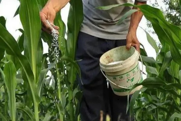 玉米纹枯病的防治方法,发病初期喷施戊唑醇等药物