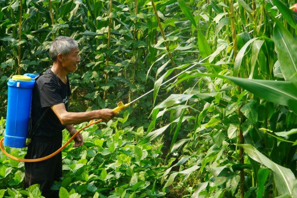 玉米纹枯病的防治方法,发病初期喷施戊唑醇等药物