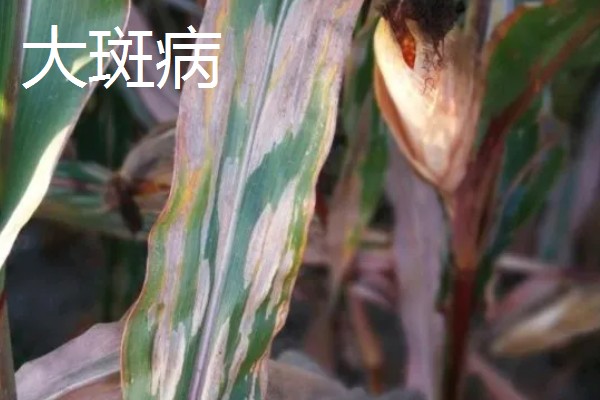 玉米纹枯病的防治方法,发病初期喷施戊唑醇等药物