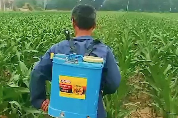 玉米纹枯病的防治方法,发病初期喷施戊唑醇等药物