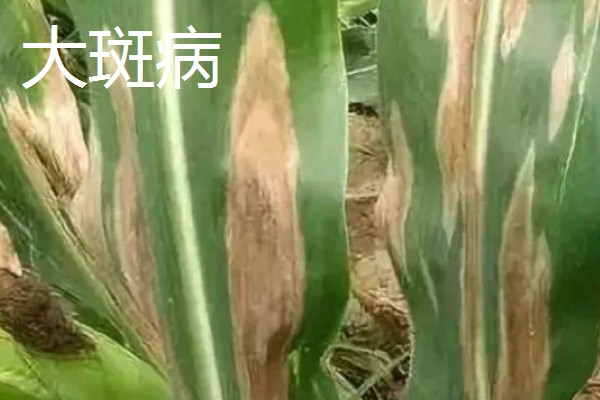 玉米纹枯病的防治方法,发病初期喷施戊唑醇等药物