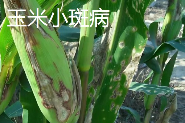 玉米纹枯病的防治方法,发病初期喷施戊唑醇等药物