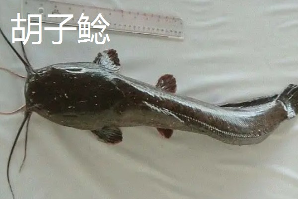 埃及鱼和塘鲺鱼的区别,前者体型大生长快、后者体型小生长慢