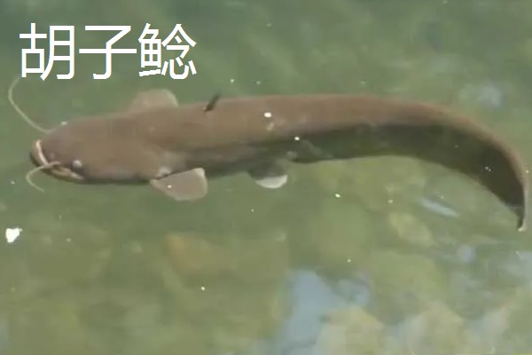 埃及鱼和塘鲺鱼的区别,前者体型大生长快、后者体型小生长慢