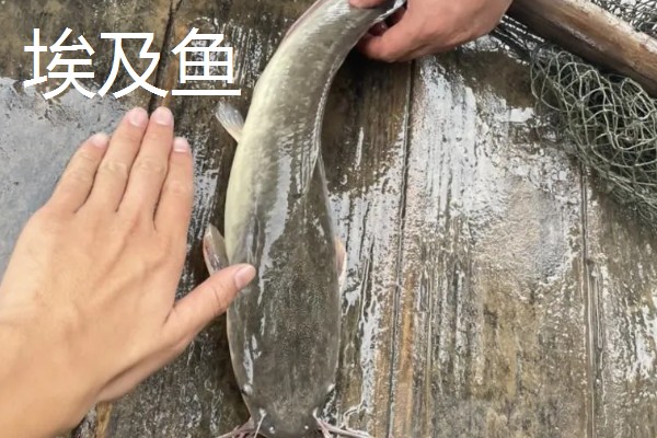 埃及鱼和塘鲺鱼的区别,前者体型大生长快、后者体型小生长慢