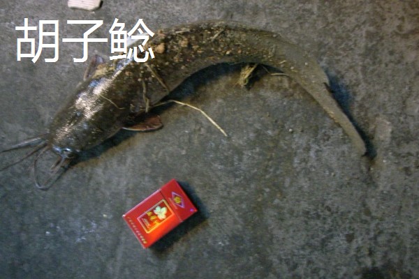 埃及鱼和塘鲺鱼的区别,前者体型大生长快、后者体型小生长慢