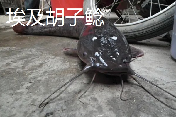 埃及鱼和塘鲺鱼的区别,前者体型大生长快、后者体型小生长慢