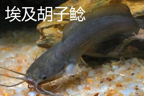 埃及鱼和塘鲺鱼的区别,前者体型大生长快、后者体型小生长慢