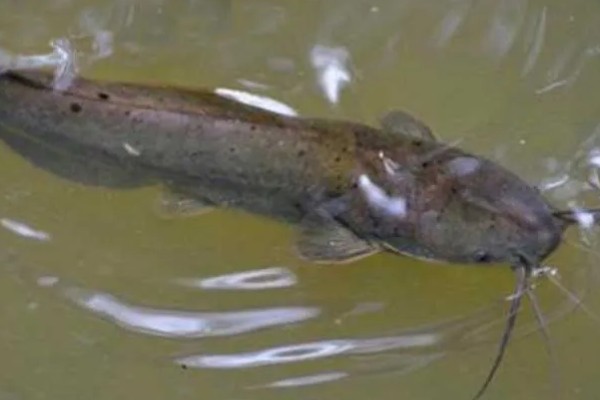 埃及鱼和塘鲺鱼的区别,前者体型大生长快、后者体型小生长慢