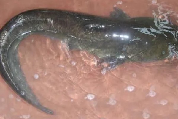 埃及鱼和塘鲺鱼的区别,前者体型大生长快、后者体型小生长慢